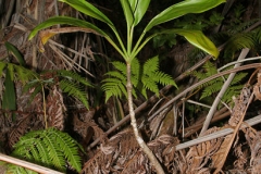 Small-Goodluck-Plant