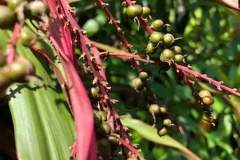 Unripe-berries-of-Goodluck-Plant