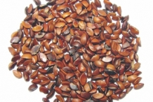 Gooseberry-seeds