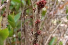 Gooseberry-stem-and-buds