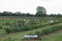 Gooseberry-farm