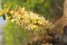 Gooseberry-flower