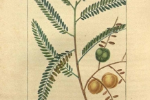 Gooseberry-illustration