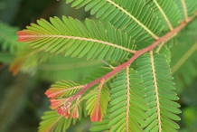 Gooseberry-leaves
