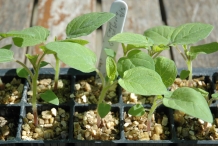 Gooseberry-seedlings