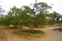 Gooseberry-tree