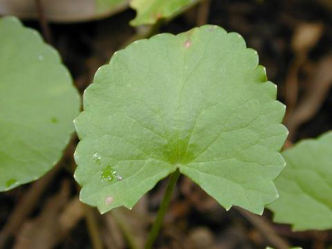 Gotu-Kola-Leaves