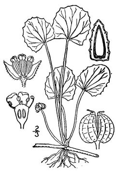 Gotu-Kola-plant-Sketch