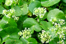 Gotu-Kola-Flower