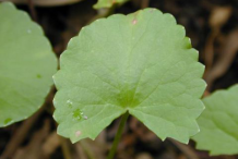 Gotu-Kola-Leaves