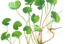 Gotu-Kola-Plant-Illustration
