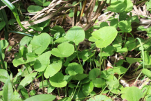 Gotu-Kola-bushes