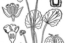 Gotu-Kola-plant-Sketch