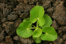 Small-Gotu-Kola-Plant