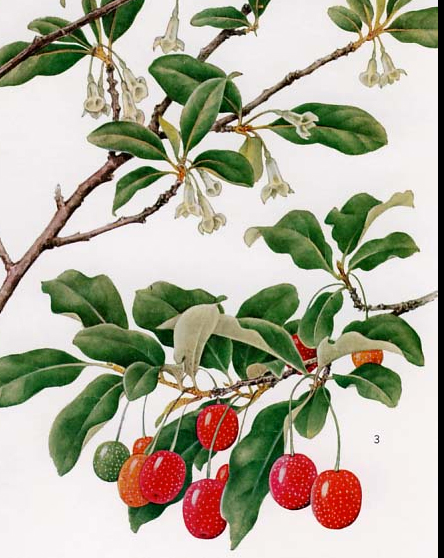 Plant-Illustration-of-Goumi-Berry