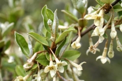 Flowers-of-Goumi-Berry