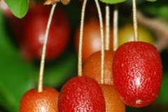 Goumi-Berry-on-the-tree