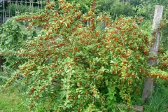 Goumi-Berry-plant-growing-wild