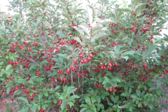 Goumi-Berry--plant