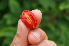 Half-cut-Goumi-Berry