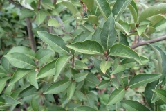 Leaves-of-Goumi-Berry
