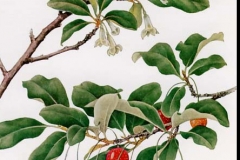 Plant-Illustration-of-Goumi-Berry