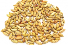 Seeds-of-Goumi-Berry