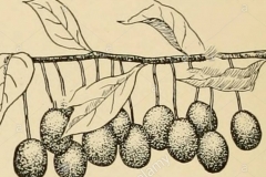 Sketch-of-Goumi-Berry