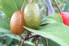 Unripe-Goumi-Berry