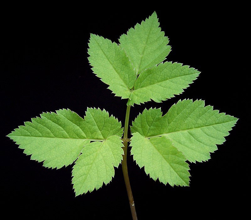 Basal-leaf-of-Goutweed