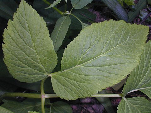 Closer-view-of-leaves-of-Goutweed