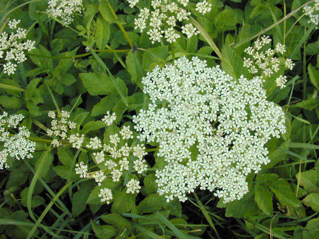 Flower-of-Goutweed