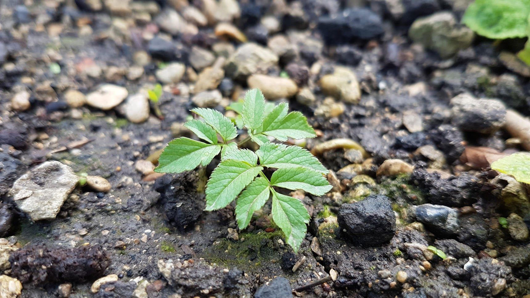 Small-Goutweed-plant