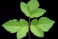 Basal-leaf-of-Goutweed