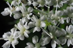 Closer-view-of-flower-of-Goutweed