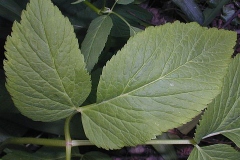 Closer-view-of-leaves-of-Goutweed