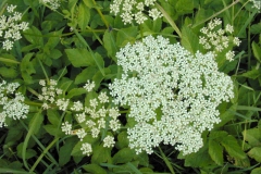 Flower-of-Goutweed