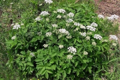 Goutweed-plant-growing-wild