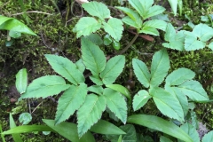 Goutweed-plant