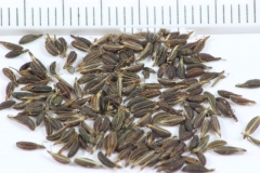 Goutweed-seeds