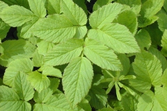 Leaves-of-Goutweed