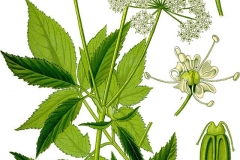 Plant-Illustration-of-Goutweed