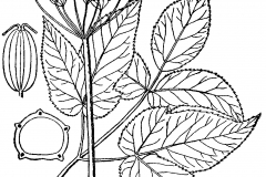 Sketch-of-Goutweed