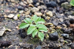 Small-Goutweed-plant