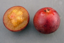 Governor's-plum-cut