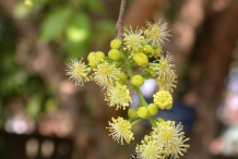 Governor's-plum-foliage-and-flowers