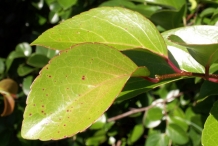 Governor's-plum-leaves