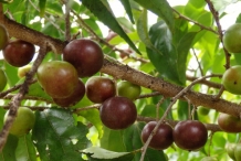 Governor's-plum-ripe