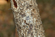 Governor's-plum-trunk