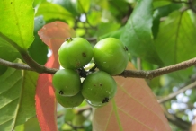 Governor's-plum-unripe